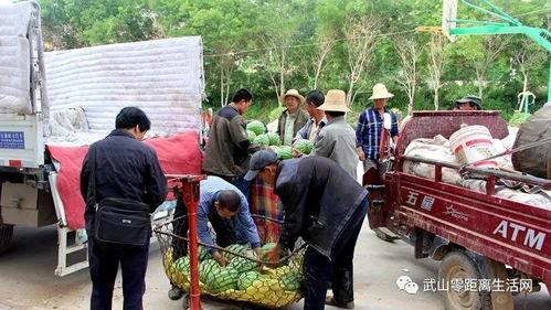 领头羊领头着吃瓜群众,揭秘社会现象背后的真相