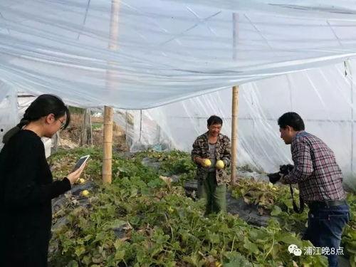 吃瓜群众5795,一场全民参与的舆论风暴