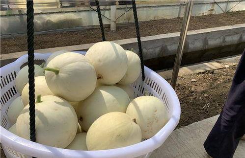 苏州一线吃瓜群众,一线吃瓜群众的麻辣点评