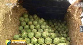 大福建的吃瓜群众是什么,揭秘民间热点背后的故事